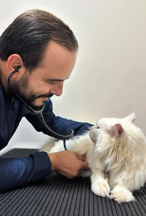 Atendimento veterinário em consulta na Savin em Franca - SP